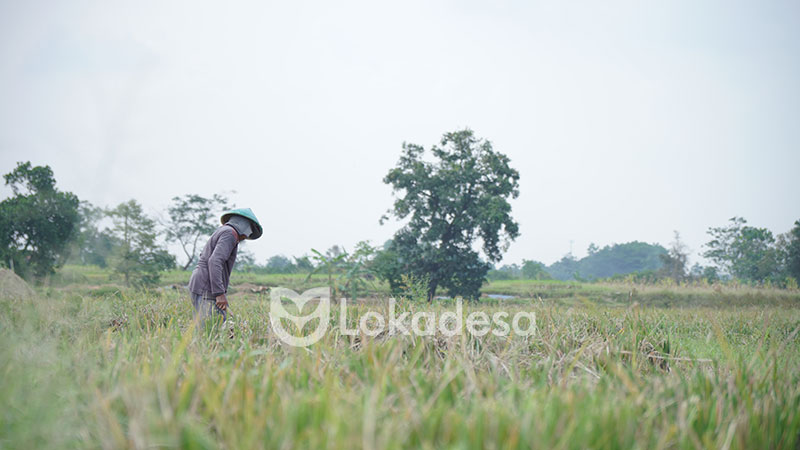 Bantuan Modal Usaha Ketahanan Pangan Lokadesa