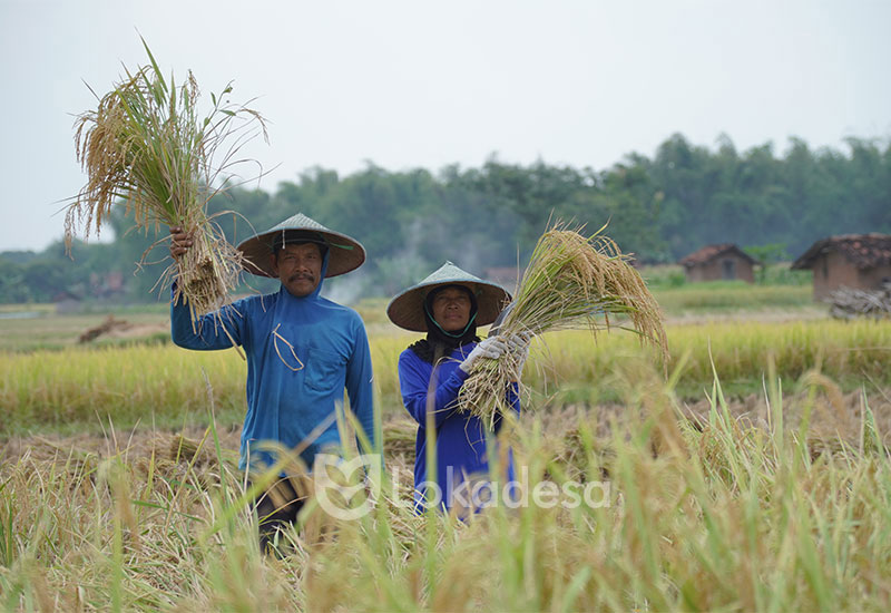 Bantuan Modal Usaha Pertanian Lokadesa