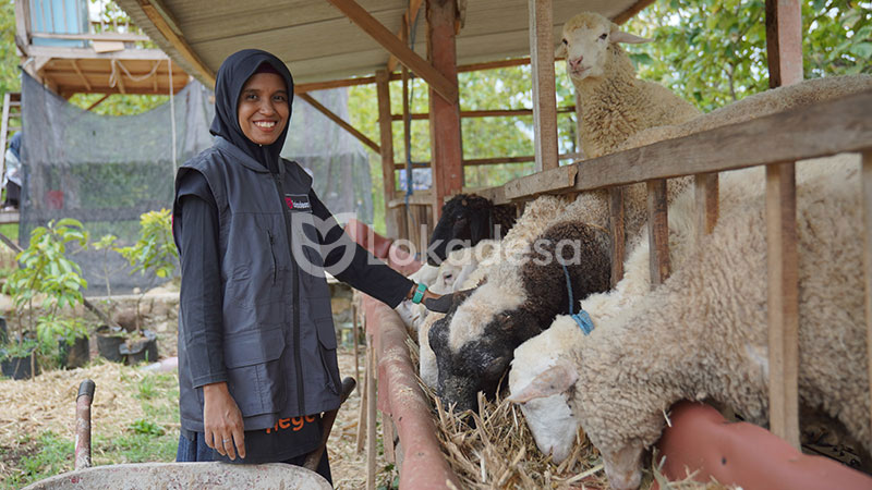 Bantuan Modal Usaha Peternakan Lokadesa