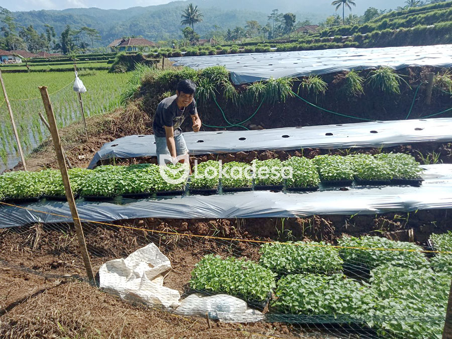 Bantuan Modal Usaha Pertanian Lokadesa