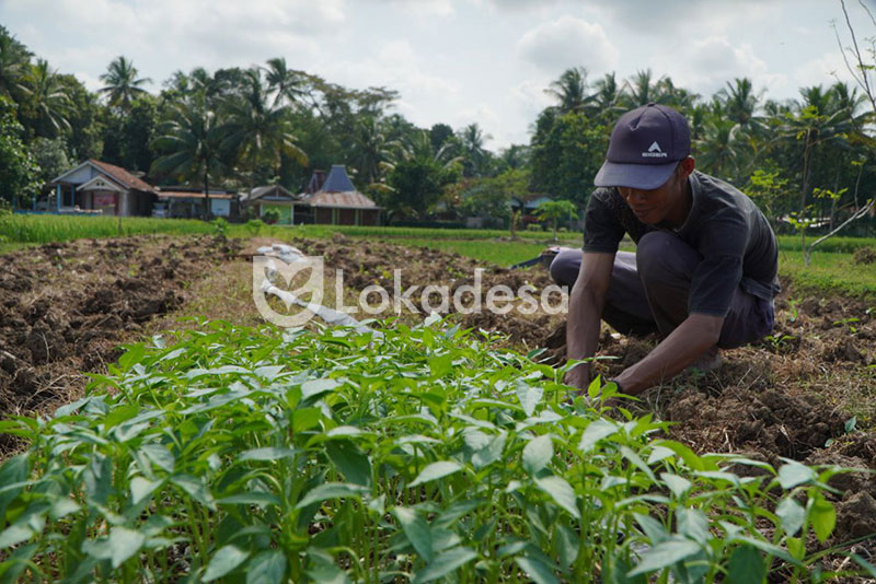 Bantuan Modal Usaha Pertanian Lokadesa