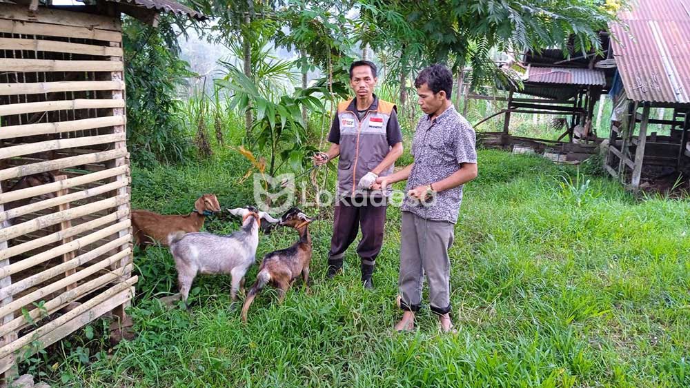 Bantuan Peternakan Lokadesa